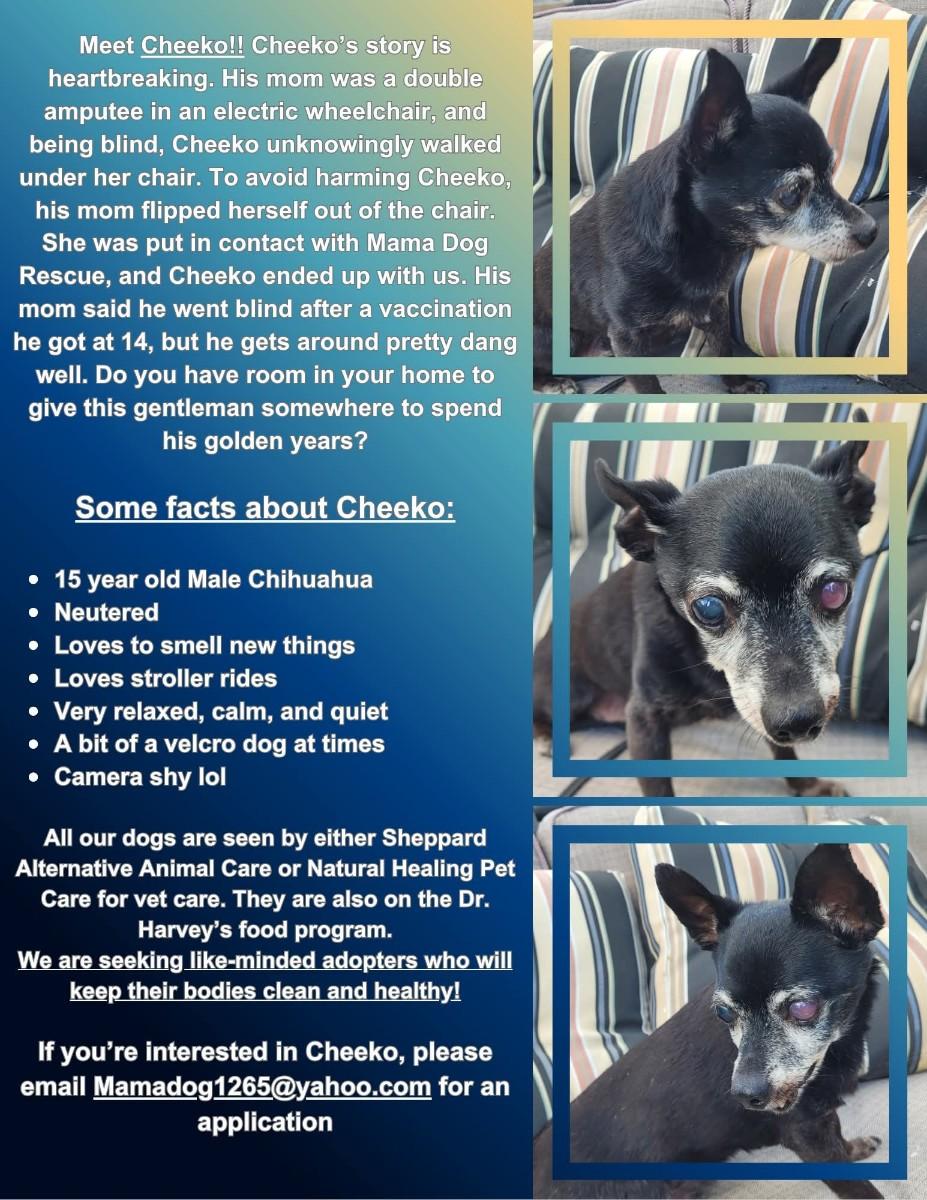 Cheeko (Please read my description I am in a holistic rescue)