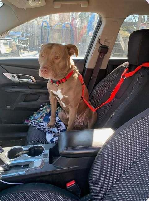 Dolly, a Adoptable mixed breed in Indianapolis, IN image 3/6