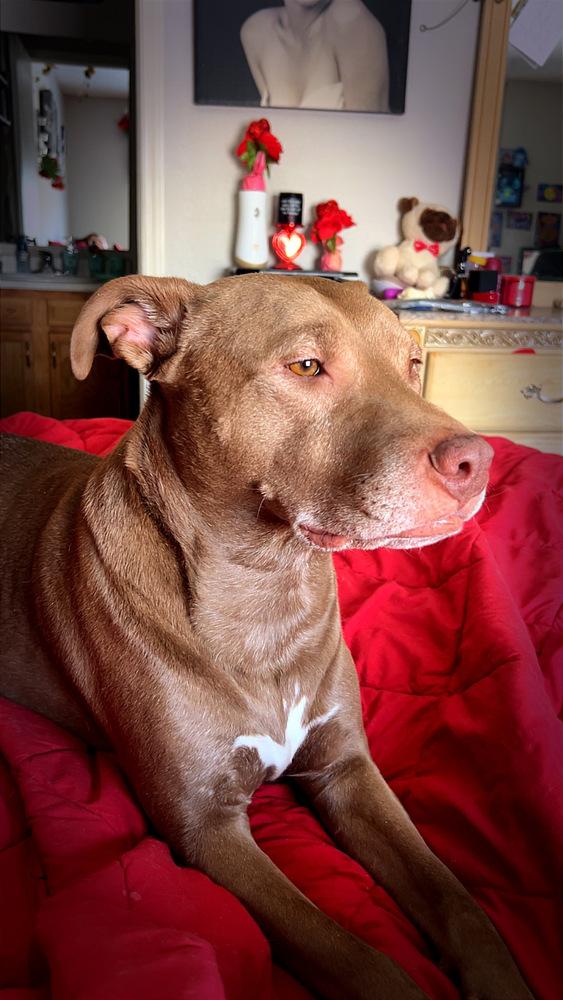 Enlarge Dolly, a Adoptable mixed breed in Indianapolis, IN image 4/6