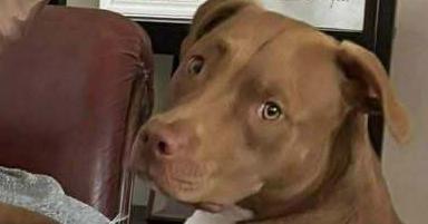 Dolly, Adoptable, Adult Female Pit Bull Terrier.