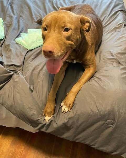 Dolly, a Adoptable mixed breed in Indianapolis, IN image 6/6