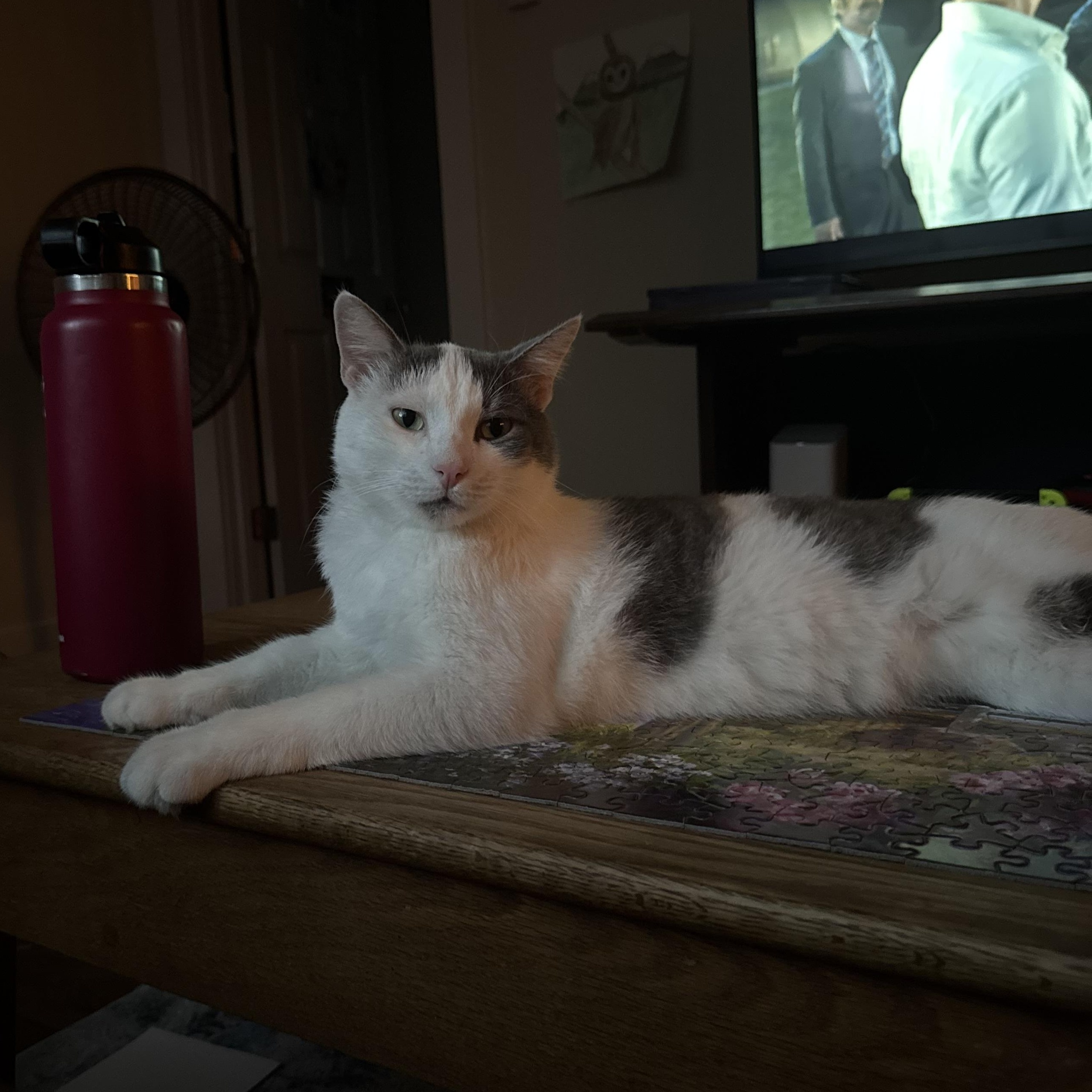 Nice Guy Fred - the kind of good-guy cat everyone should know at least once in a lifetime!