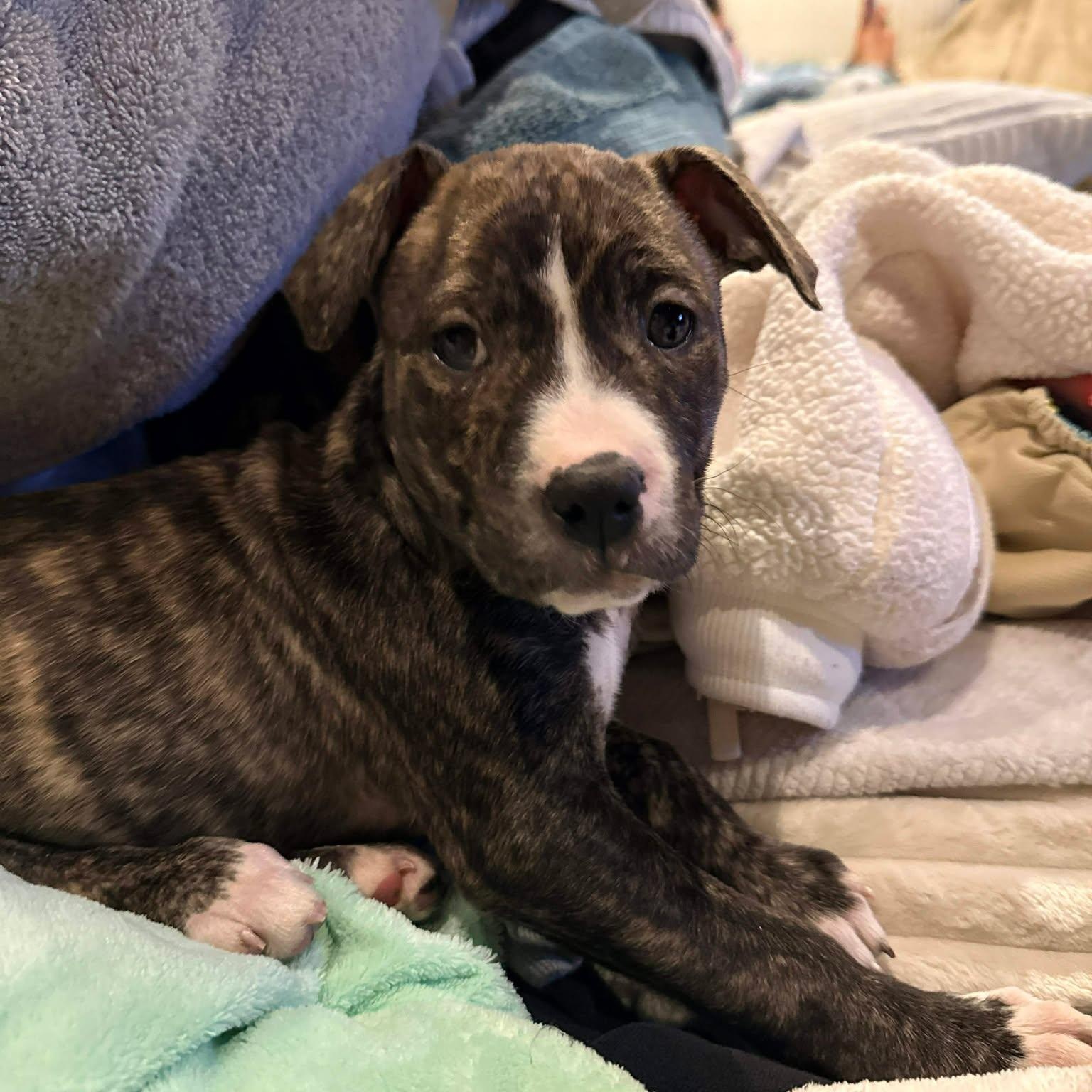 Cheer, adopted, Puppy Female American Staffordshire Terrier.