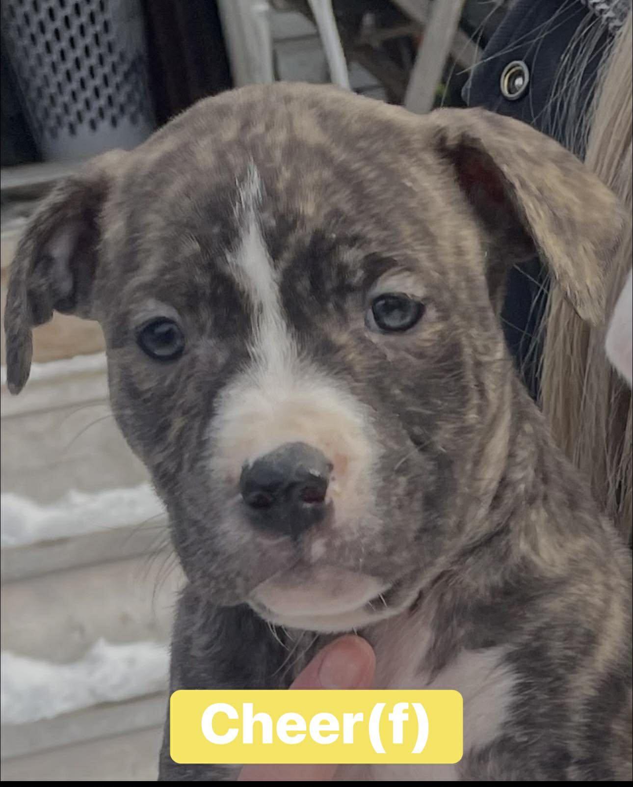 Enlarge Cheer, an adopted mixed breed in Pleasant Ridge, MI image 2/2