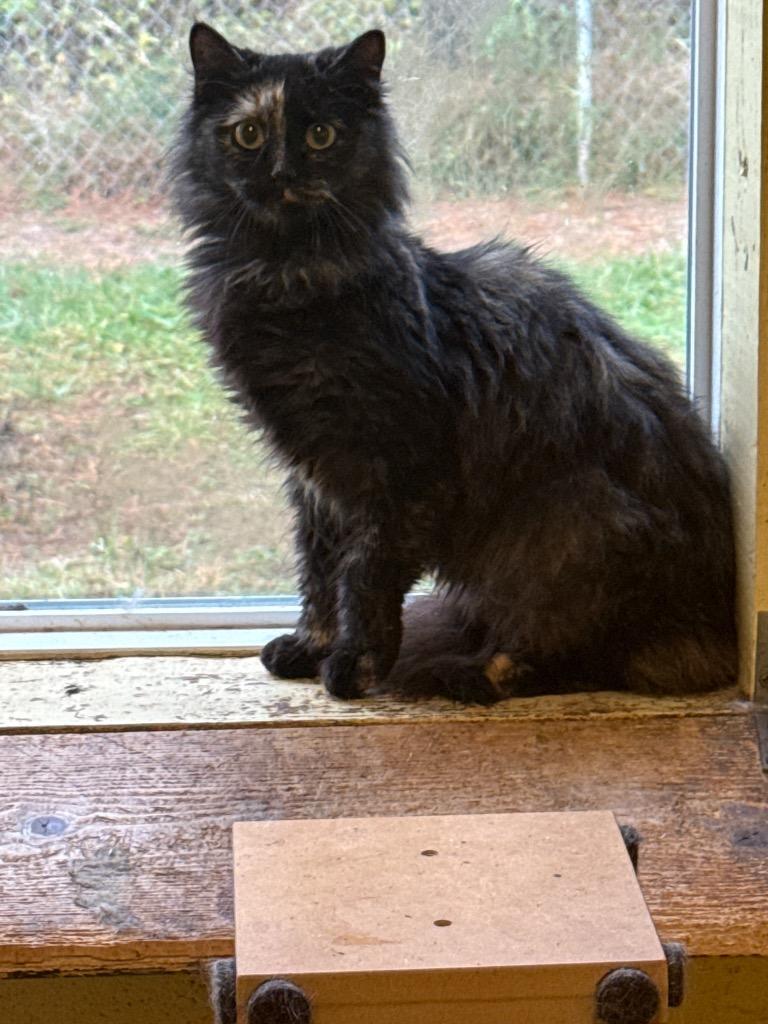 Enlarge EMMA, a Adoptable mixed breed in Crossville, TN image 1/1