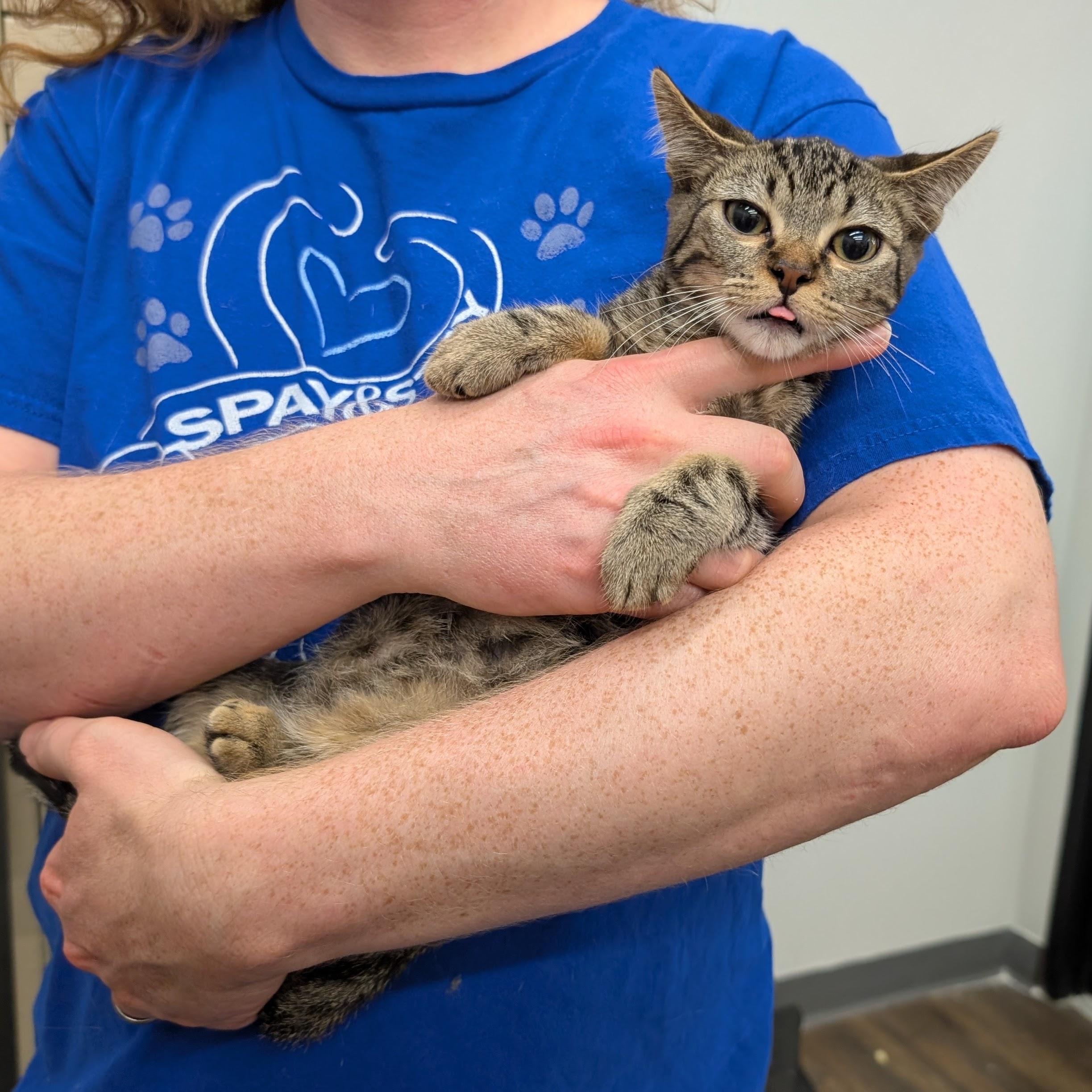 Rhubarb, Adoptable, Young Female Domestic Short Hair.
