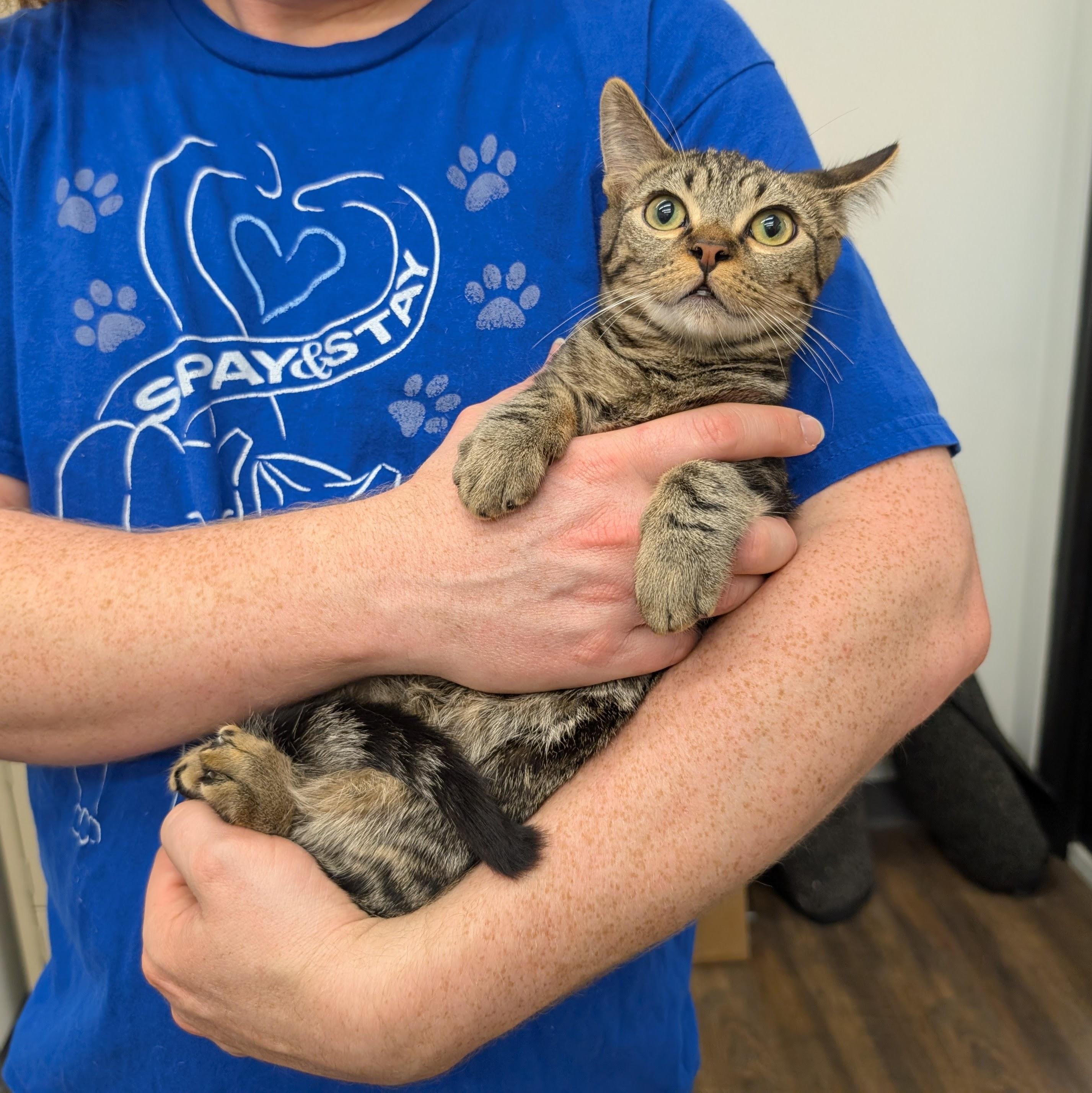 Rhubarb, a Adoptable Domestic Short Hair in Grayslake, IL image 2/5