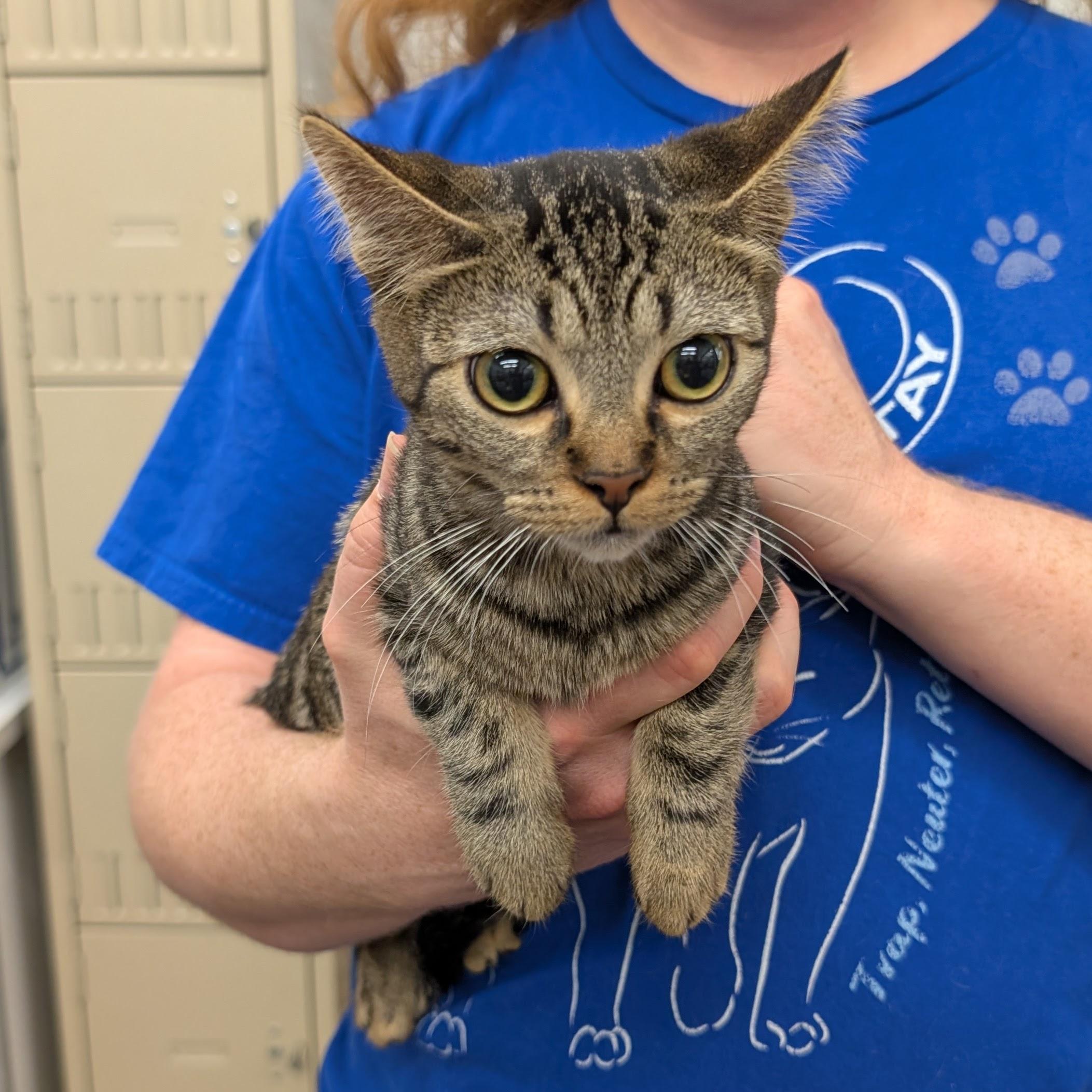 Rhubarb, a Adoptable Domestic Short Hair in Grayslake, IL image 4/5