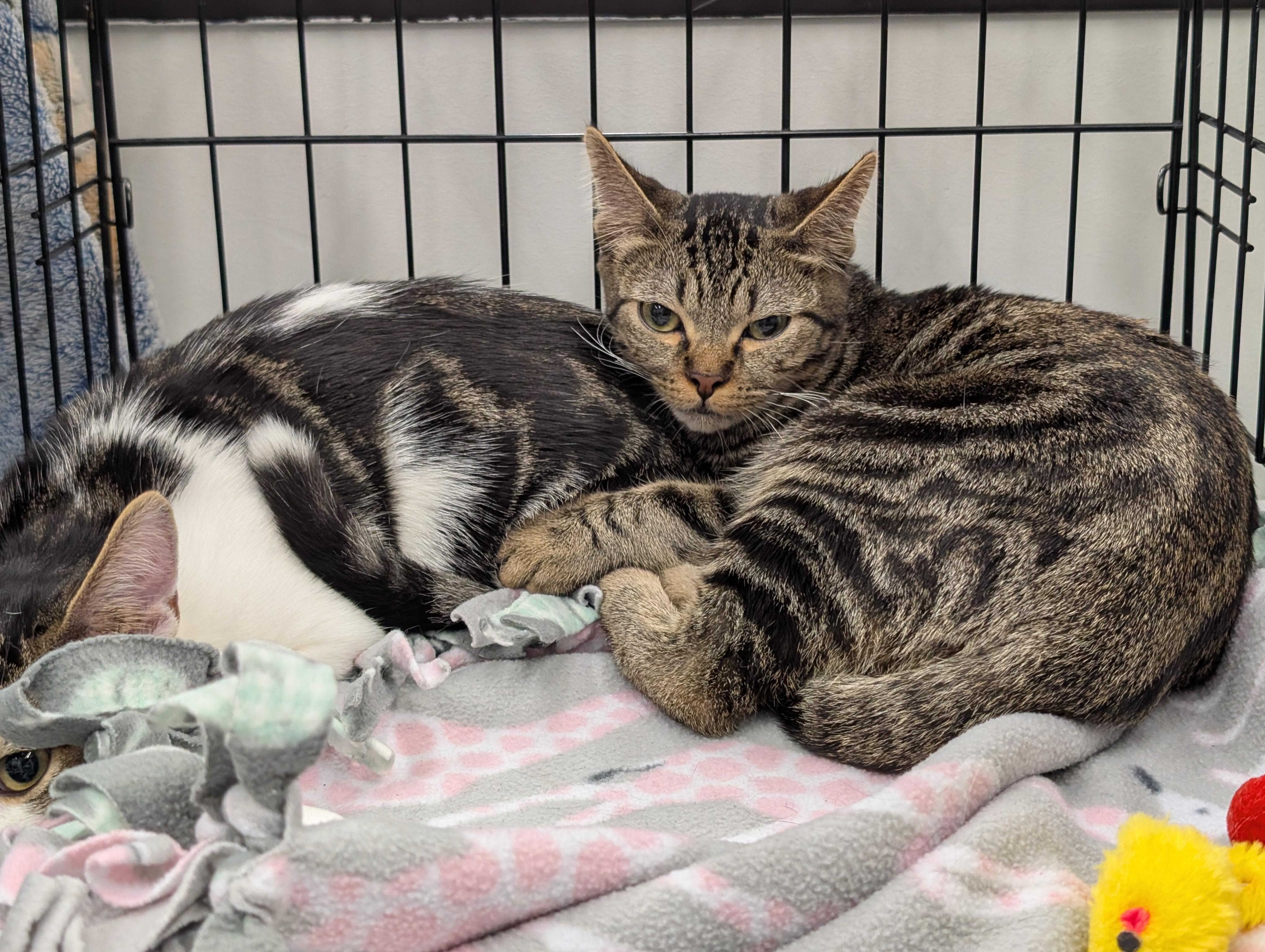 Rhubarb, a Adoptable Domestic Short Hair in Grayslake, IL image 5/5