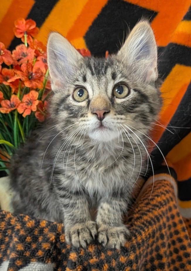 4/13/26 Hashbrown, Adopted, Kitten Male Domestic Medium Hair.