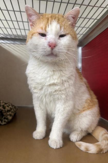 Enlarge GARY, a Adoptable mixed breed in Clarks Summit, PA image 1/1