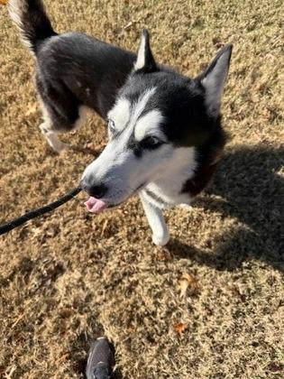 Cedar — thumbnail 2