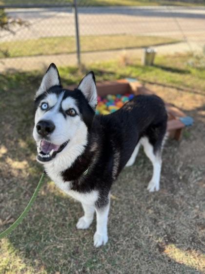 Cedar — thumbnail 3