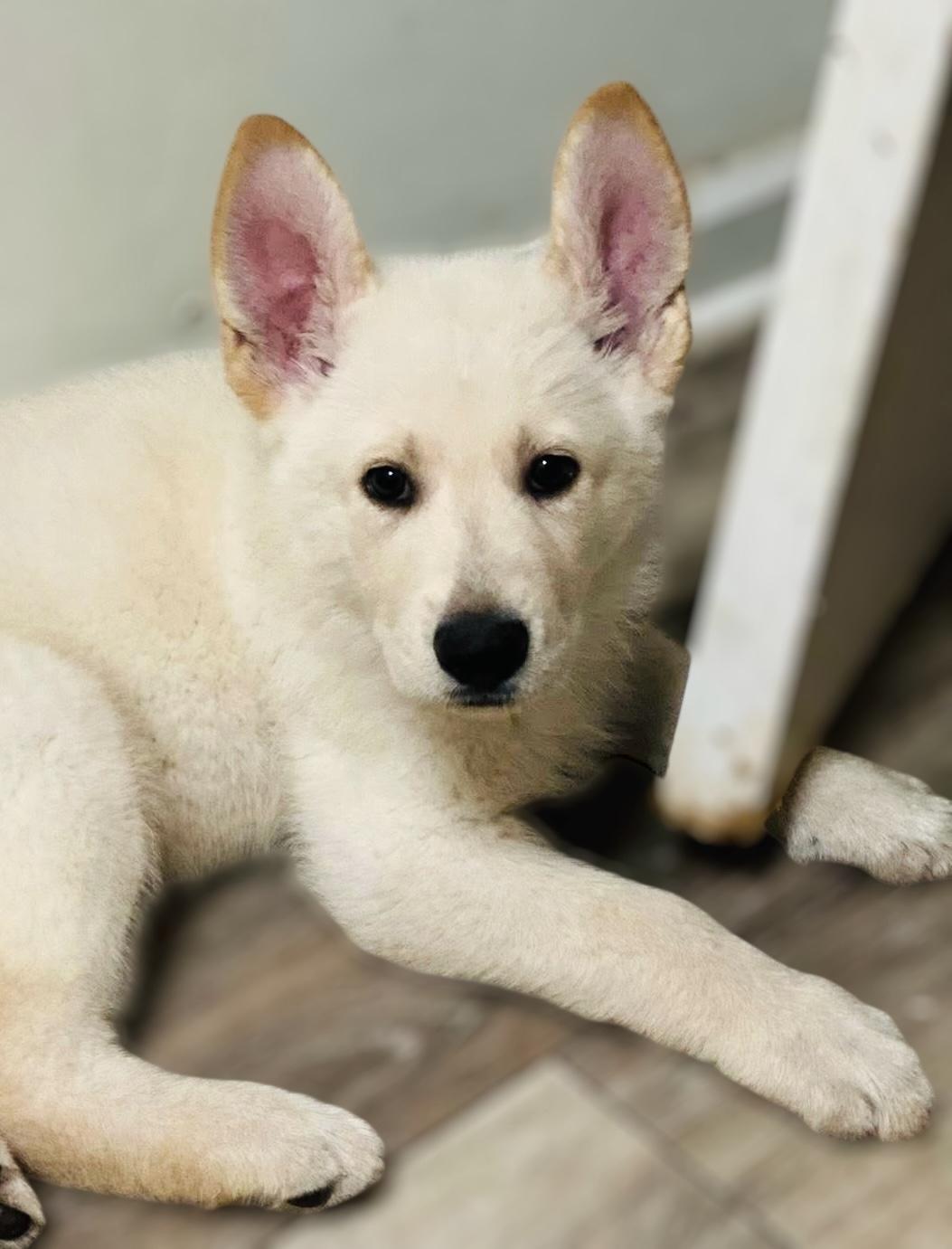 Chip, Adopted, Puppy Male German Shepherd Dog & Great Pyrenees.