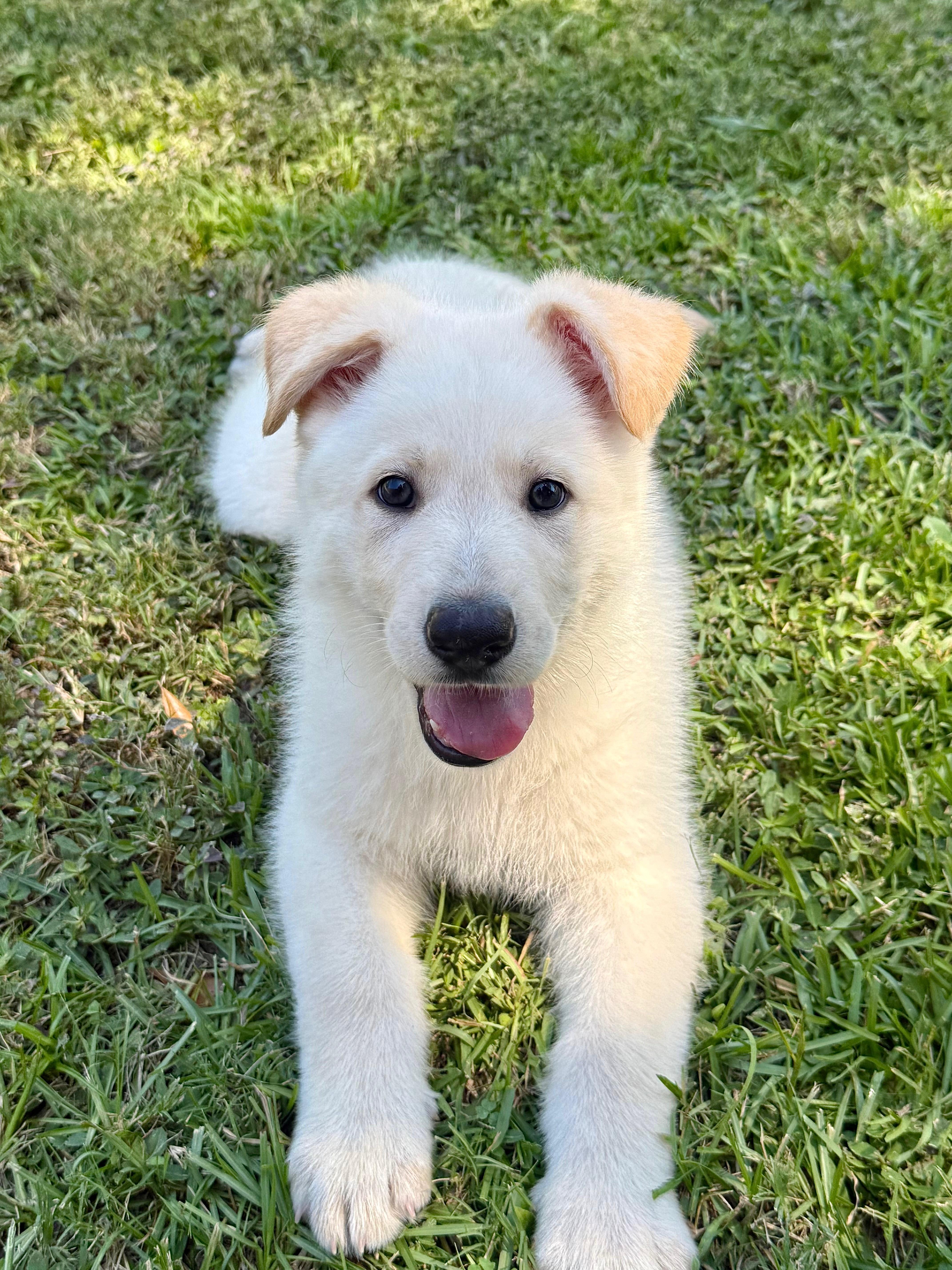 Chip, a Adopted mixed breed in Mt Pleasant, SC image 2/5