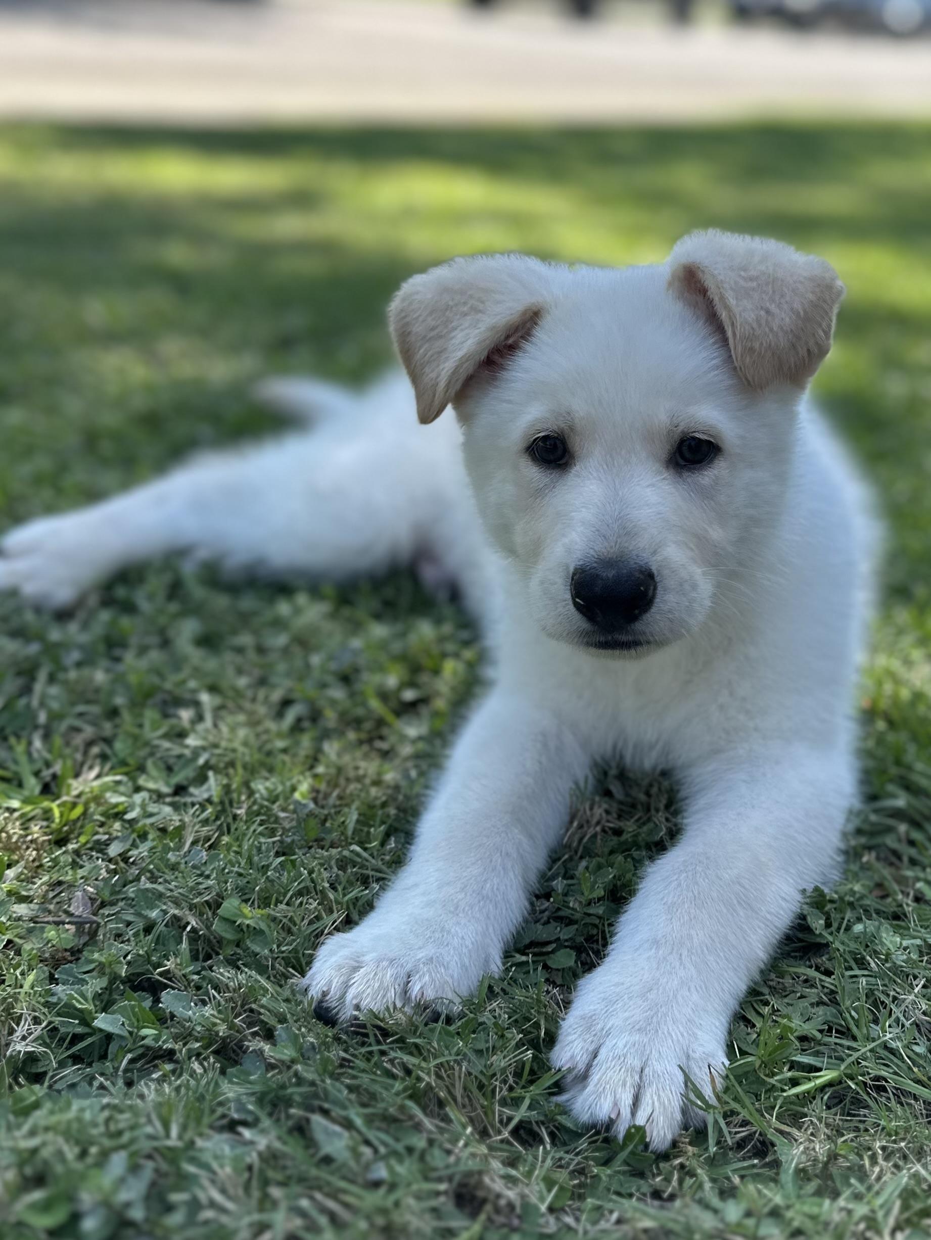 Chip, a Adopted mixed breed in Mt Pleasant, SC image 3/5