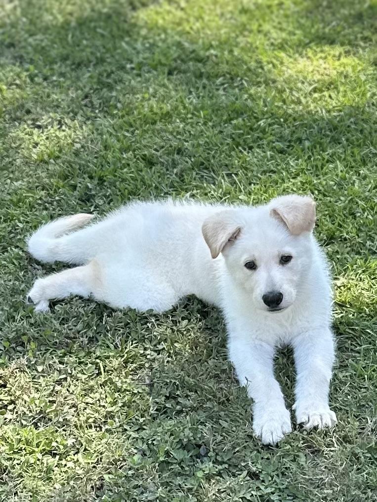Chip, a Adopted mixed breed in Mt Pleasant, SC image 4/5