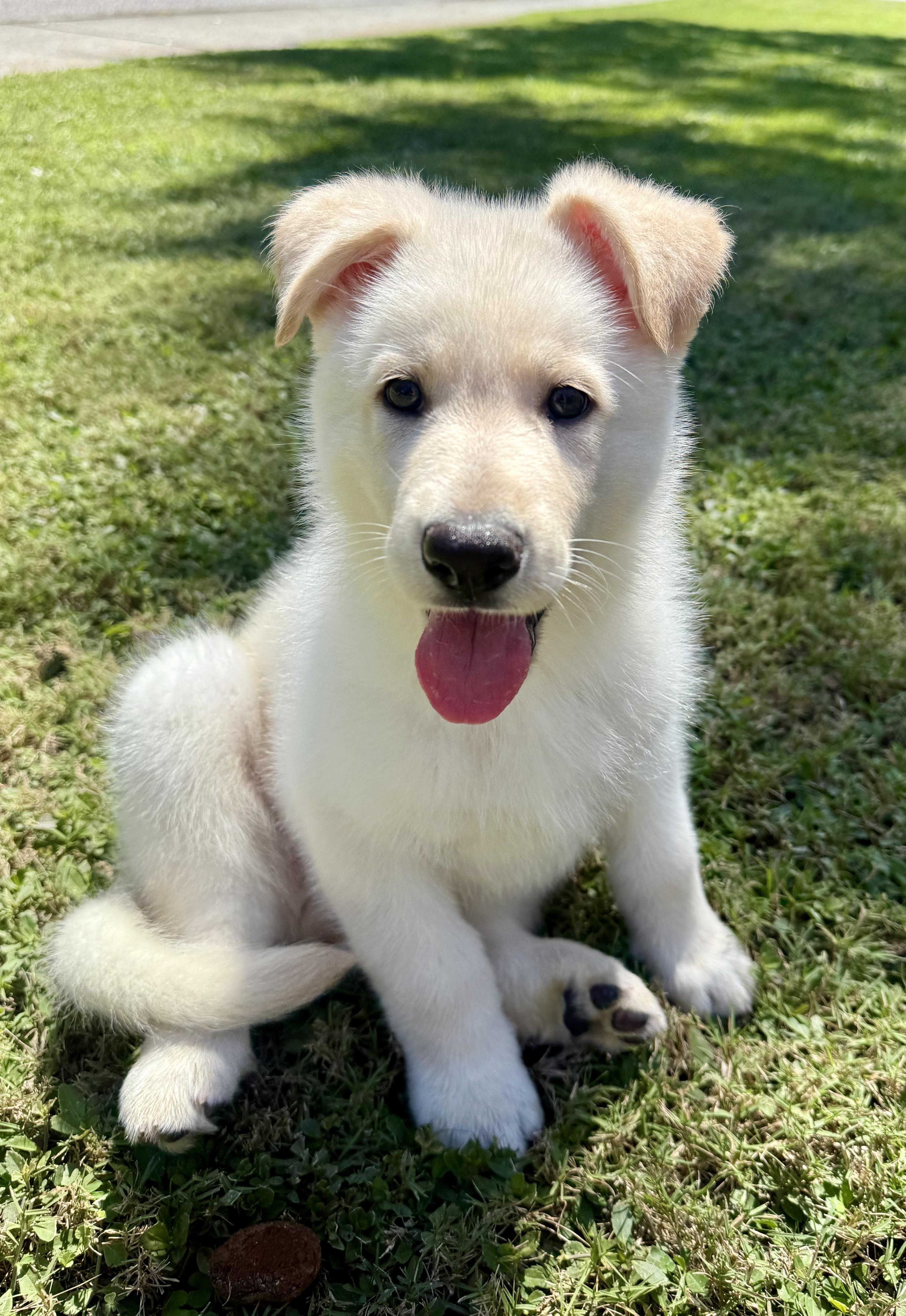 Chip, a Adopted mixed breed in Mt Pleasant, SC image 5/5