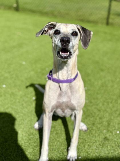 Enlarge Roxie - 1, a Adoptable mixed breed in Daytona Beach, FL image 2/2