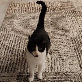 Cody COURTESY POST, Adoptable, Adult Female Domestic Short Hair.