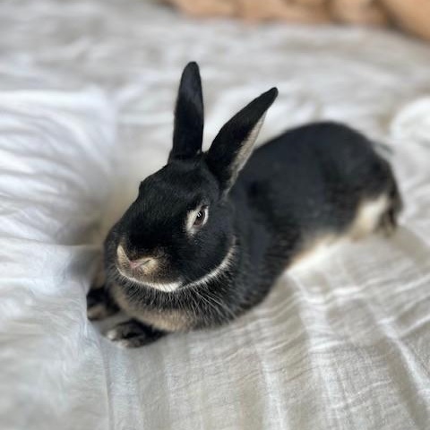 Enlarge Teddy, a ADOPTABLE American in Salt Lake City, UT image 4/6