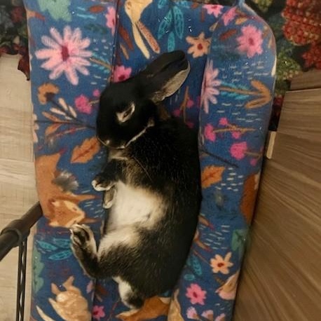 Enlarge Teddy, a ADOPTABLE American in Salt Lake City, UT image 3/6