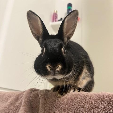 Enlarge Teddy, a ADOPTABLE American in Salt Lake City, UT image 1/6