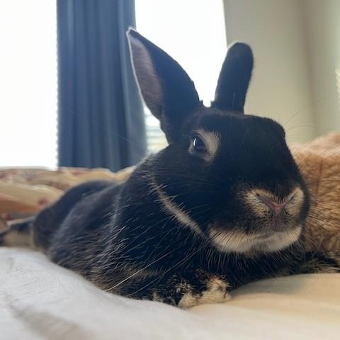 Enlarge Teddy, a ADOPTABLE American in Salt Lake City, UT image 6/6