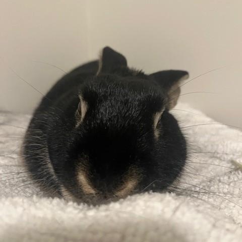 Enlarge Teddy, a ADOPTABLE American in Salt Lake City, UT image 2/6