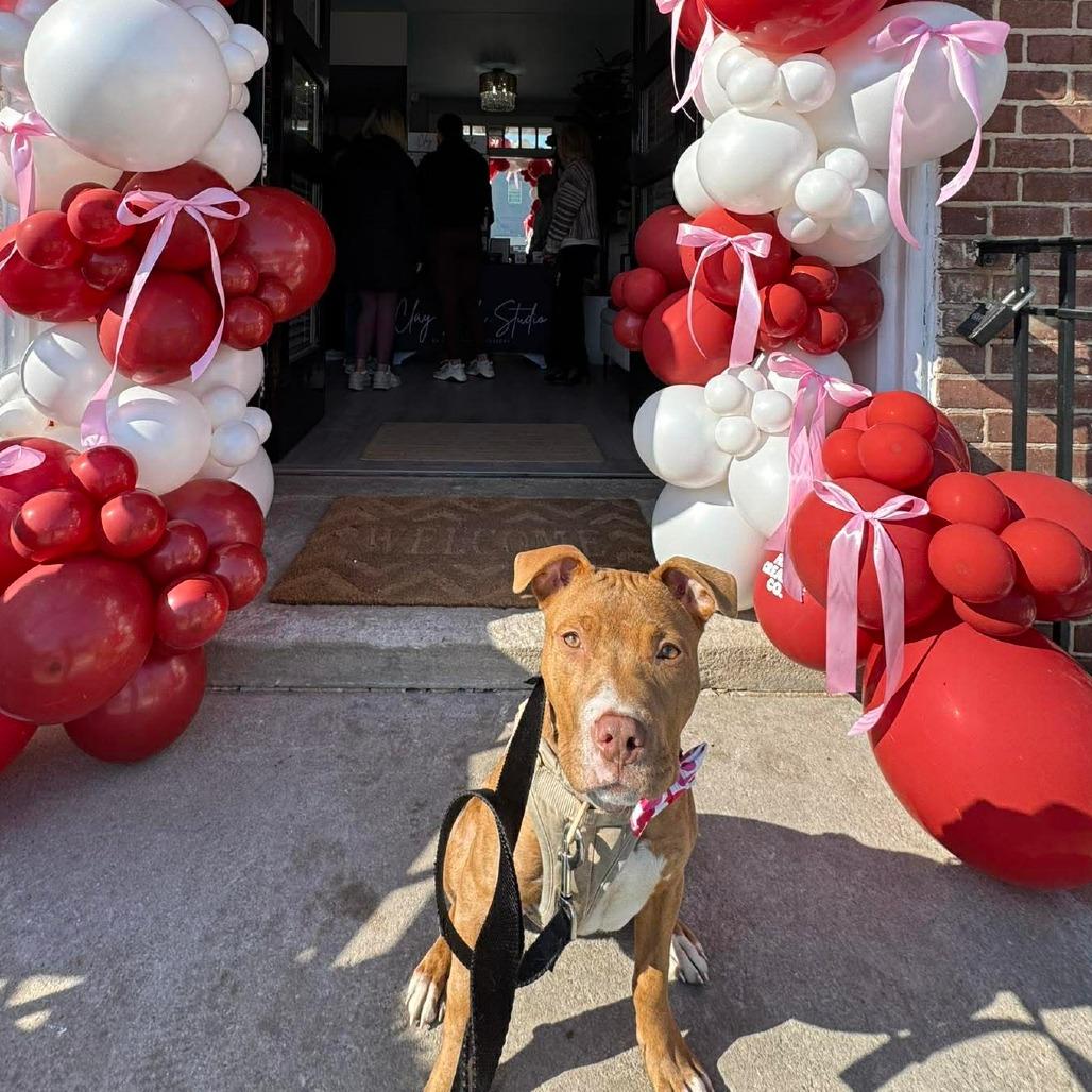 Rabbit, Adoptable, Puppy Male Pit Bull Terrier & Mixed Breed.