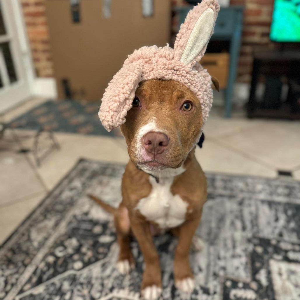 Enlarge Rabbit, a Adoptable mixed breed in Jarrettsville, MD image 2/6
