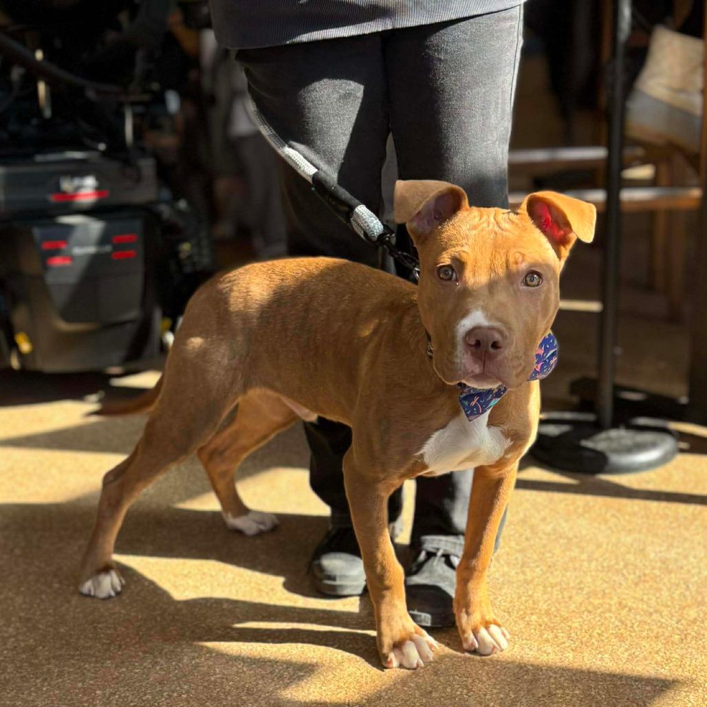 Enlarge Rabbit, a Adoptable mixed breed in Jarrettsville, MD image 3/6