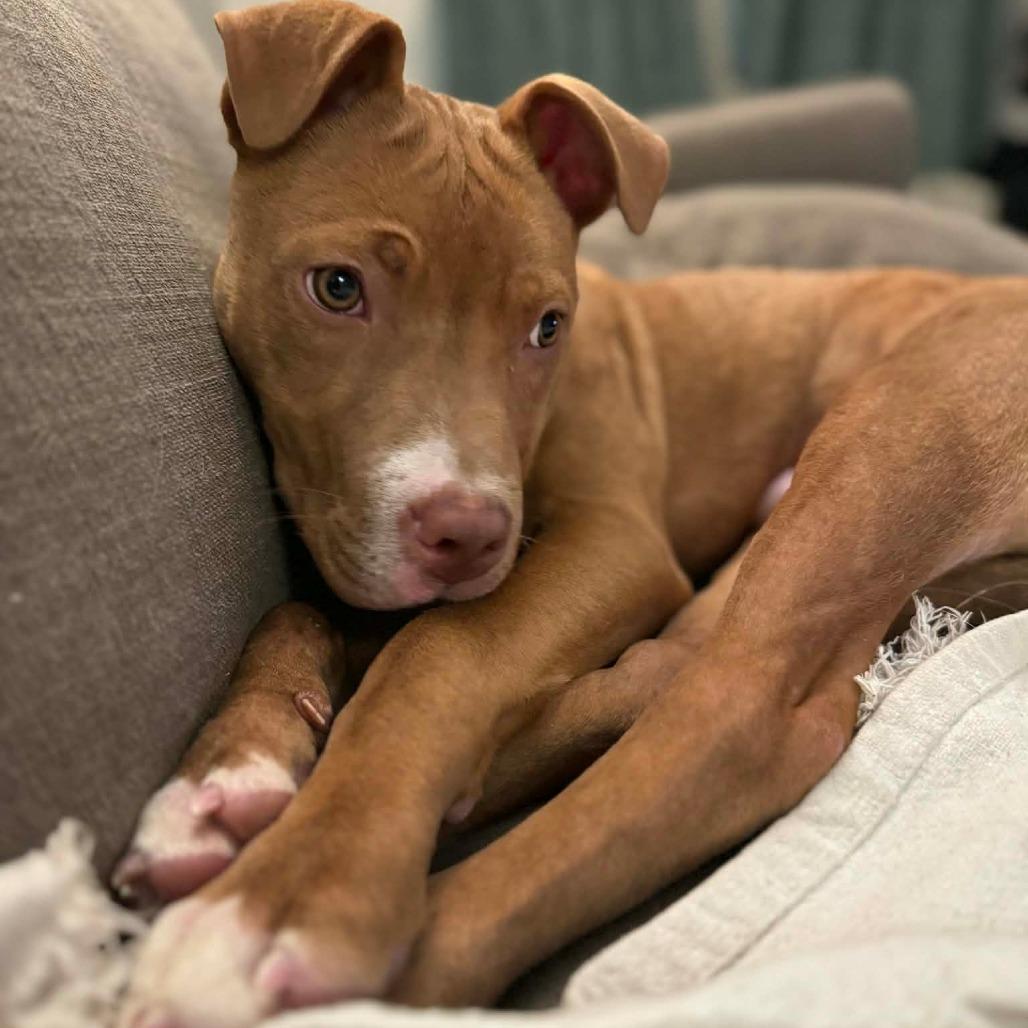 Enlarge Rabbit, a Adoptable mixed breed in Jarrettsville, MD image 4/6
