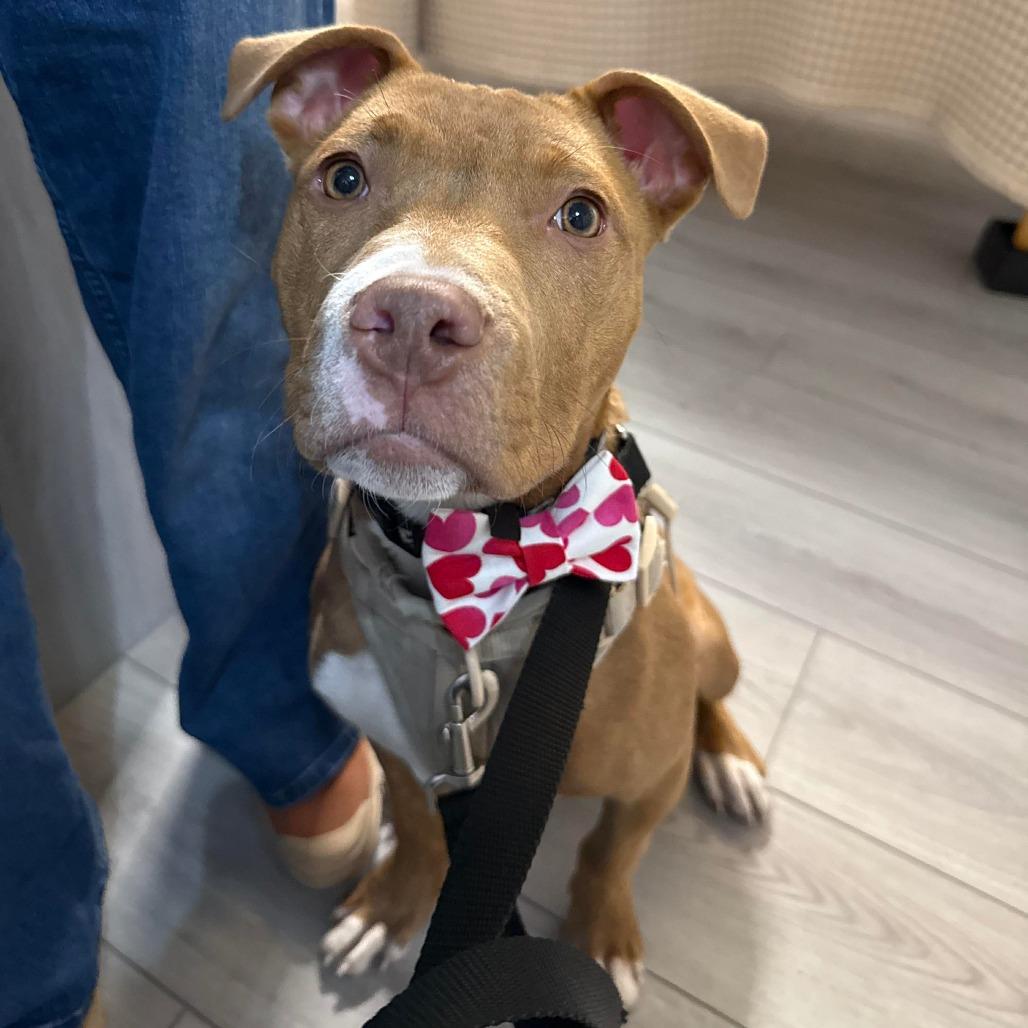 Enlarge Rabbit, a Adoptable mixed breed in Jarrettsville, MD image 5/6