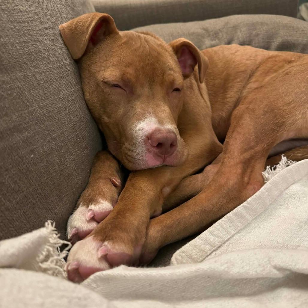 Enlarge Rabbit, a Adoptable mixed breed in Jarrettsville, MD image 6/6