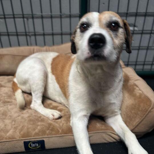 Coco, a Adoptable mixed breed in Turlock, CA image 3/6