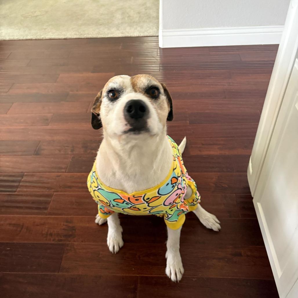 Coco, a Adoptable mixed breed in Turlock, CA image 4/6