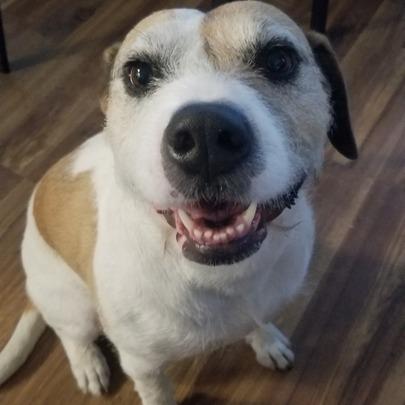 Coco, a Adoptable mixed breed in Turlock, CA image 5/6