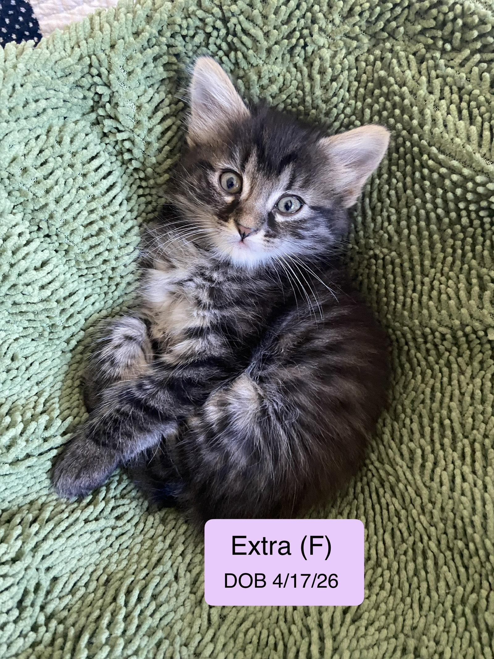 Extra, Adopted, Kitten Female Domestic Short Hair & Tabby.