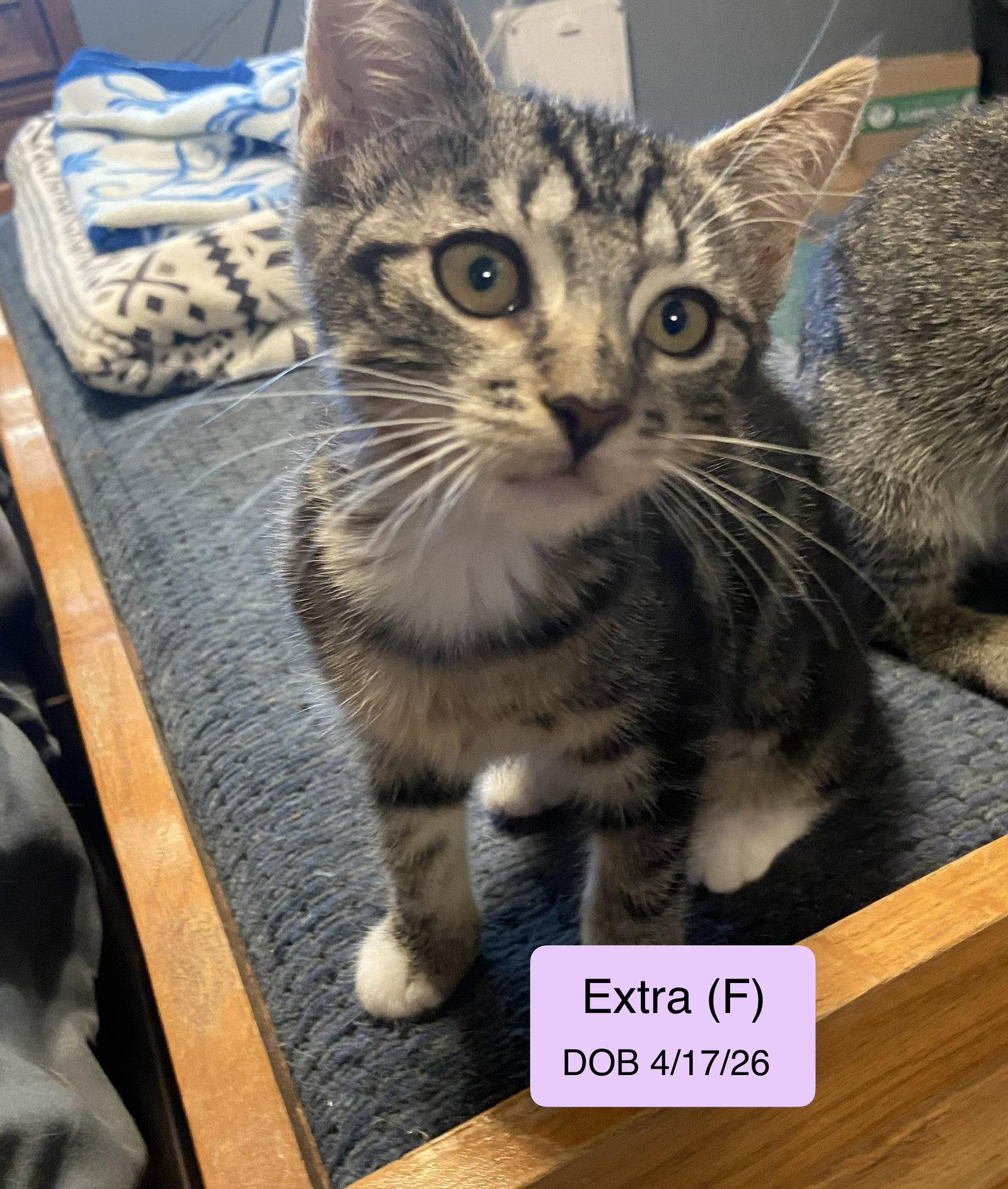 Enlarge Extra, a Adopted mixed breed in Vacaville, CA image 2/2