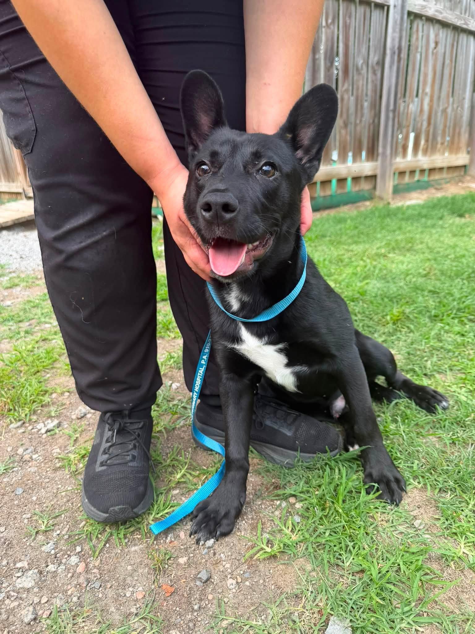 Enlarge Shadow, a Adoptable mixed breed in Mount Holly, NJ image 6/6