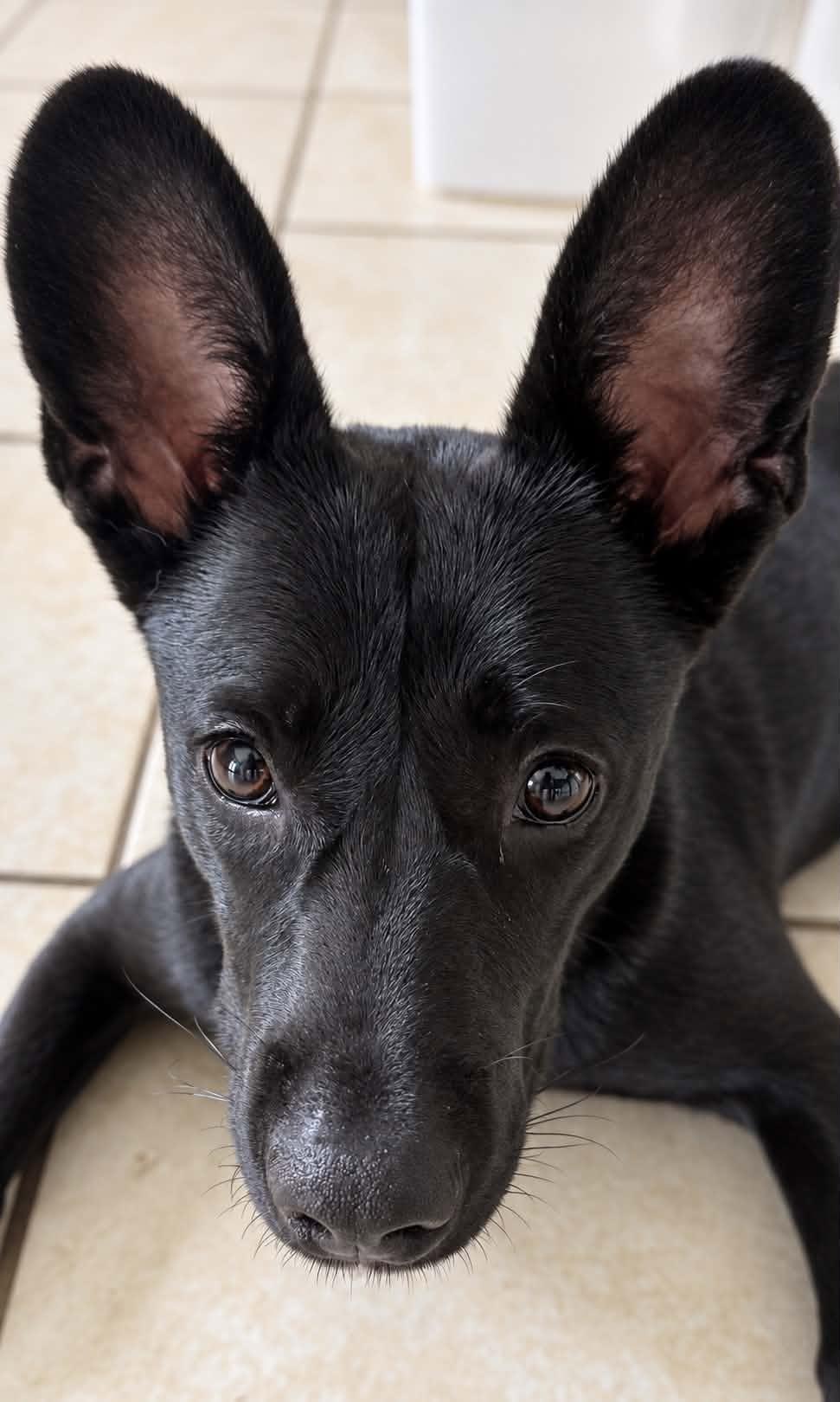 Enlarge Shadow, a Adoptable mixed breed in Mount Holly, NJ image 2/6