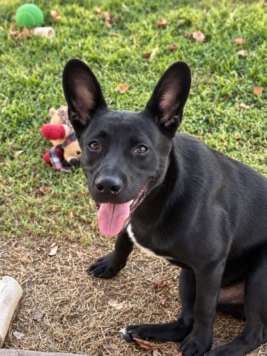 Enlarge Shadow, a Adoptable mixed breed in Mount Holly, NJ image 3/6