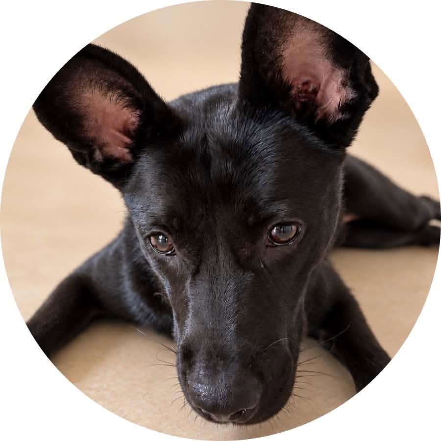 Shadow, Adoptable, Young Male Belgian Shepherd / Laekenois & Basenji.
