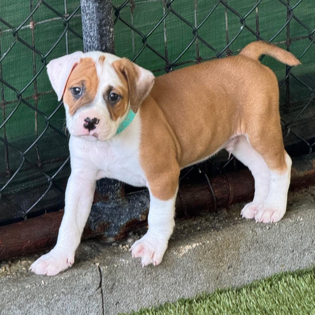 PETRIE, Adoptable, Puppy Male Plott Hound & Catahoula Leopard Dog.