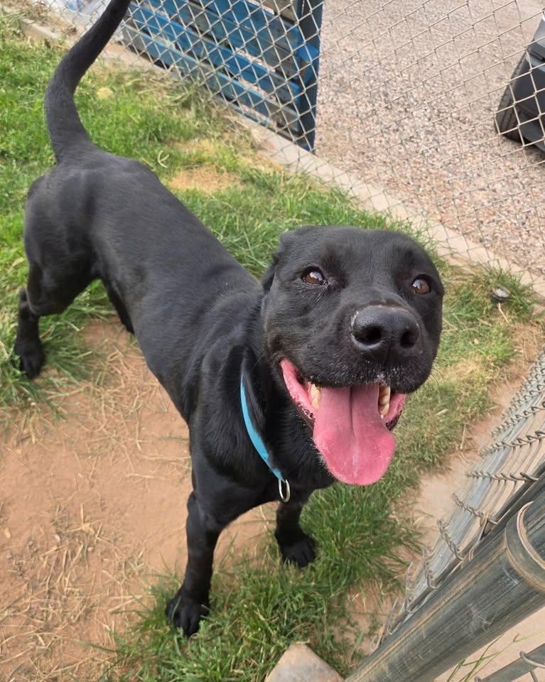 Enlarge Nipsy, a ADOPTABLE Black Labrador Retriever in Saint George, UT image 1/1