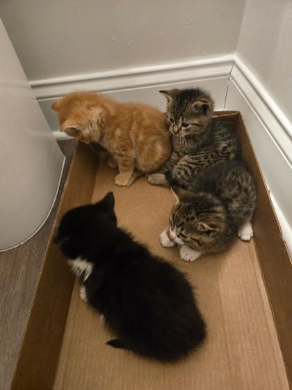 Indigo, Adoptable, Kitten Female Domestic Short Hair & Domestic Short Hair.