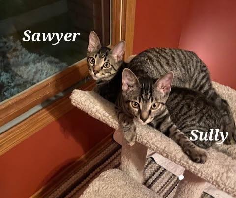 Enlarge Sully, a Adoptable Tabby in Wheeling, IL image 2/2