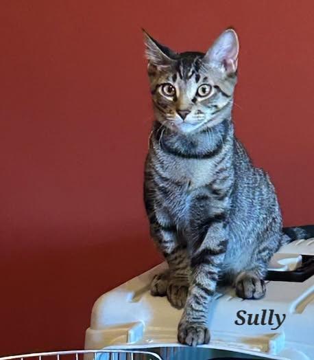 Sully, Adoptable, Young Male Tabby.