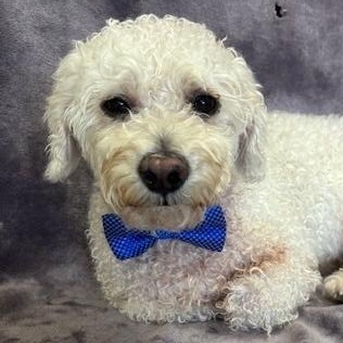 Diego (Poofy) photo 2